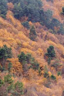 Aldeias de Montanha criam Escola de Agroecologia em Seia dedicada ao castanheiro
